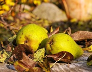 Birnen sind schon immer eine Früchtebrot Zutat